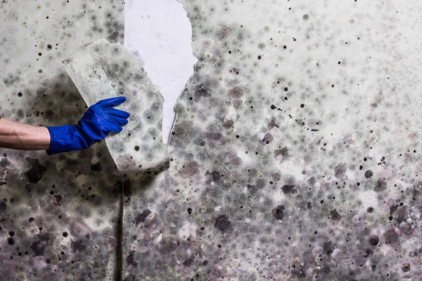 Best Residential Mold Removal  in Cottage Grove, WI