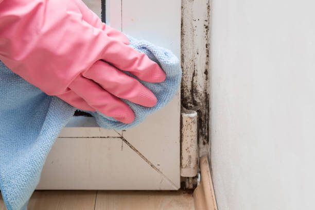 Office Mold Removal Services in Cottage Grove, WI