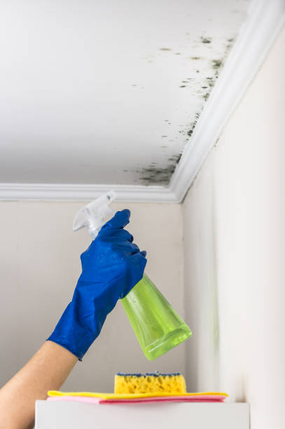 Best Attic Mold Removal  in Cottage Grove, WI