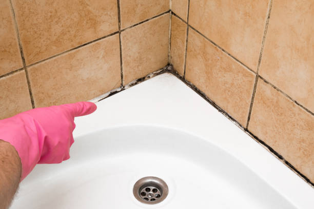 Best Home Mold Removal  in Cottage Grove, WI